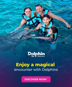 Swim with dolphins in cancun isla mujeres