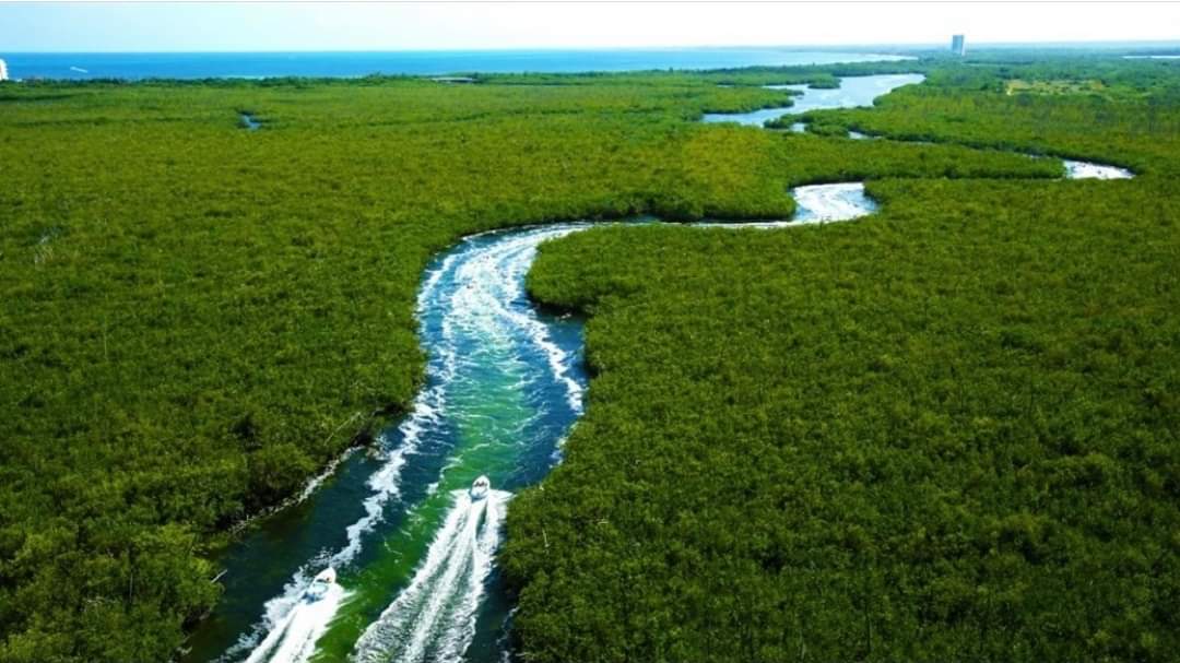 manglares de cancun