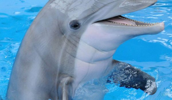 datos-curiosos-sobre-los-delfines