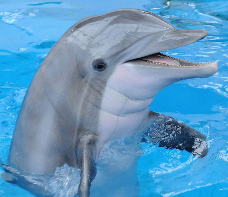 datos-curiosos-sobre-los-delfines