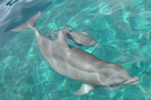 mamá delfín con su cría