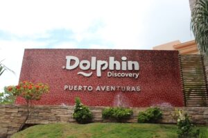 dolphin discovery riviera maya puerto aventuras