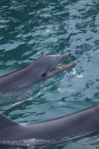 tours para nadar con delfines en isla mujeres