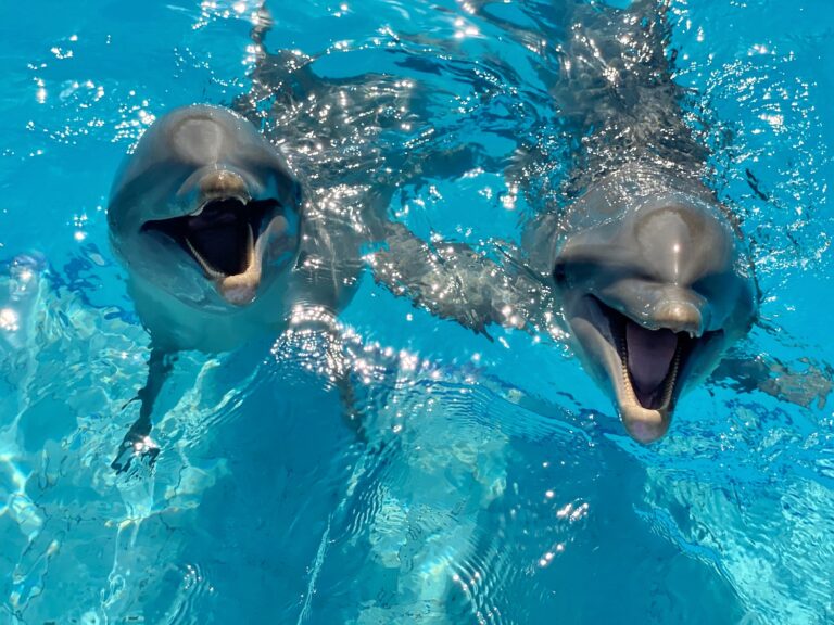 delfines en isla mujeres